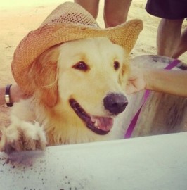 CHISPA